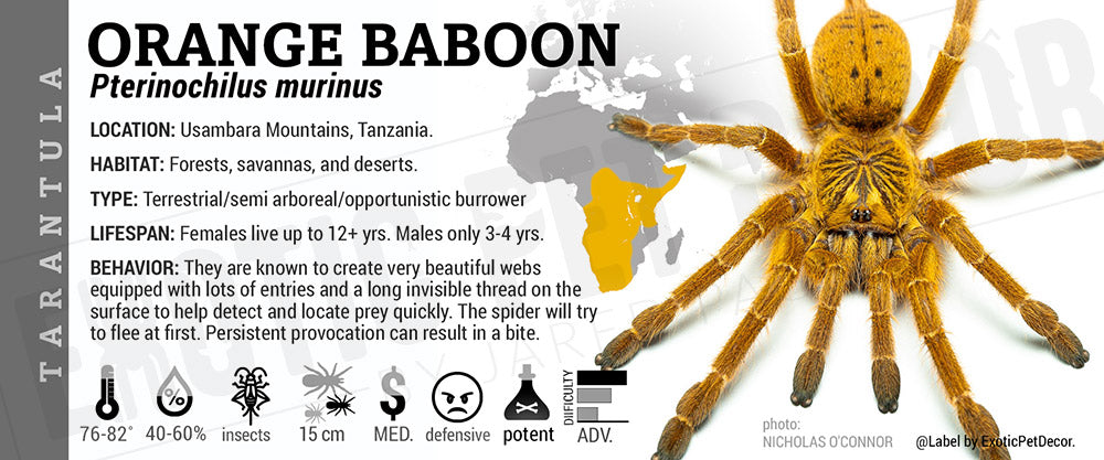 Pterinochilus murinus 'Orange Baboon' Tarantula