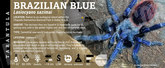 Pterinopelma sazimai 'Brazilian Blue' Tarantula