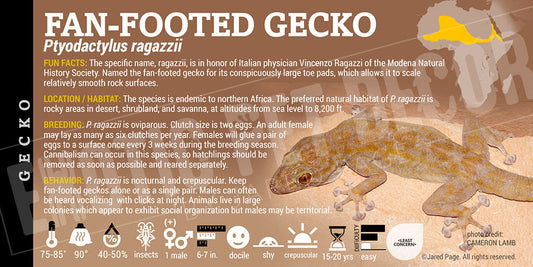 Ptyodactylus ragazzii 'Fan Footed' Gecko