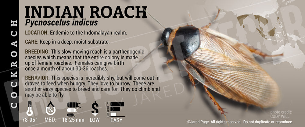 Pickled Cockroach Label Pycnoscelus indicus 'Indian' Roach Cards and Enclosure Labels – Exotic ...
