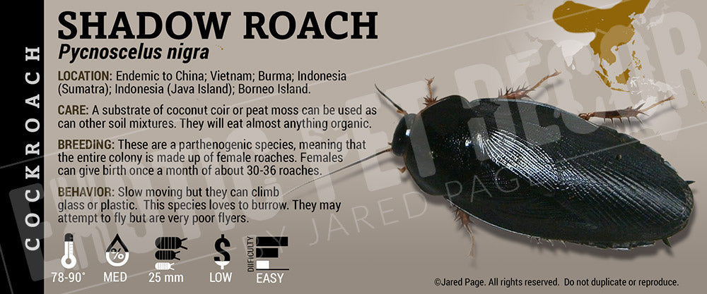Shdou Cockroach Pycnoscelus nigra 'Shadow' Roach Cards and Enclosure Labels – Exotic ...