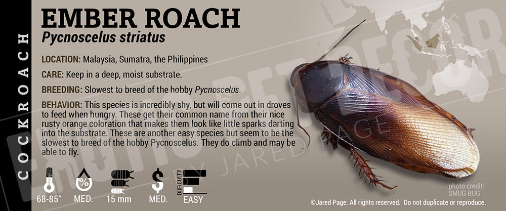 Ember Cockroach Pycnoscelus striatus 'Ember' Roach Cards and Enclosure Labels – Exotic ...
