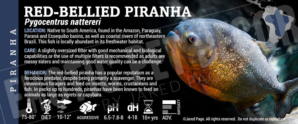 Pygocentrus nattereri 'Red Belly Piranha Fish'