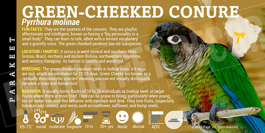 Pyrrhura molinae 'Green Cheeked Conure'