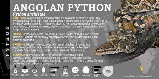 Python anchietae 'Angolan' Python