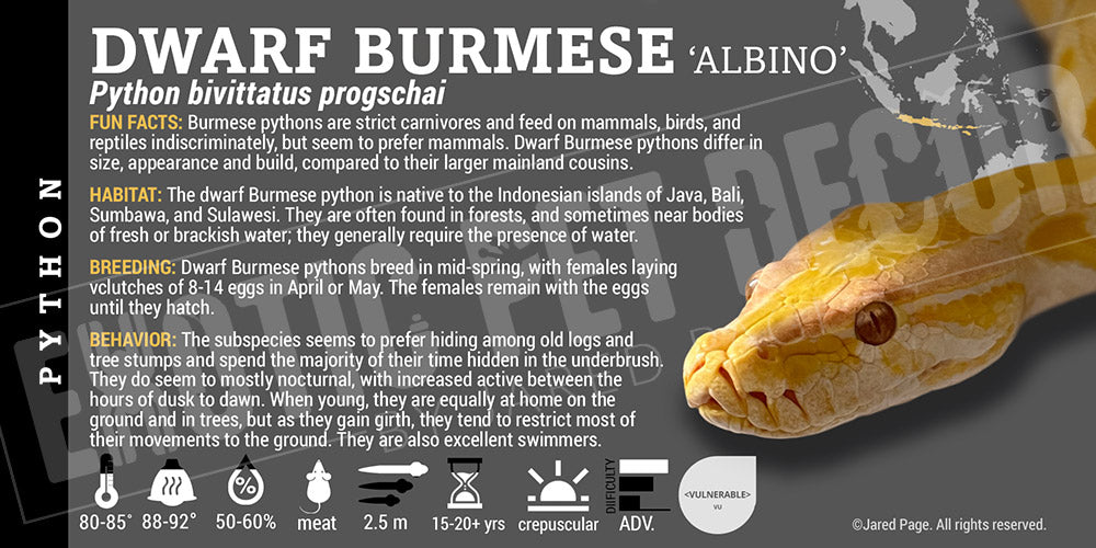 Python bivittatus progschai 'Dwarf Burmese' Python Cards and Enclosure ...