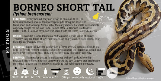 Python breitensteini 'Borneo Short Tail' Python