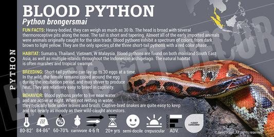 Python brongersmai 'Blood' Python