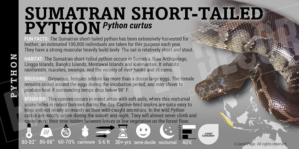 Python curtus 'Sumatran Short Tail' Python Cards and Enclosure Labels ...