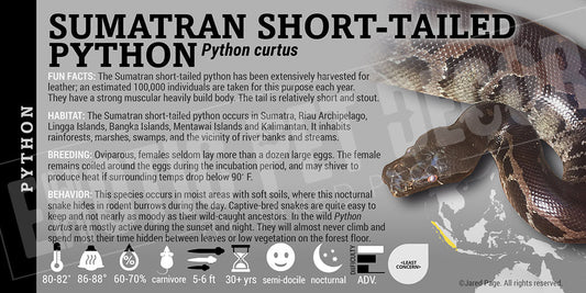 Python curtus 'Sumatran Short Tail' Python