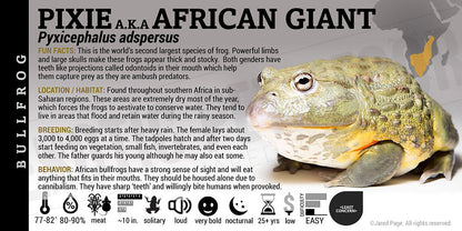 Pyxicephalus adspersus 'Pixie African Bullfrog'