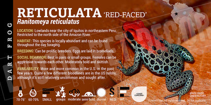 Ranitomeya reticulata Card