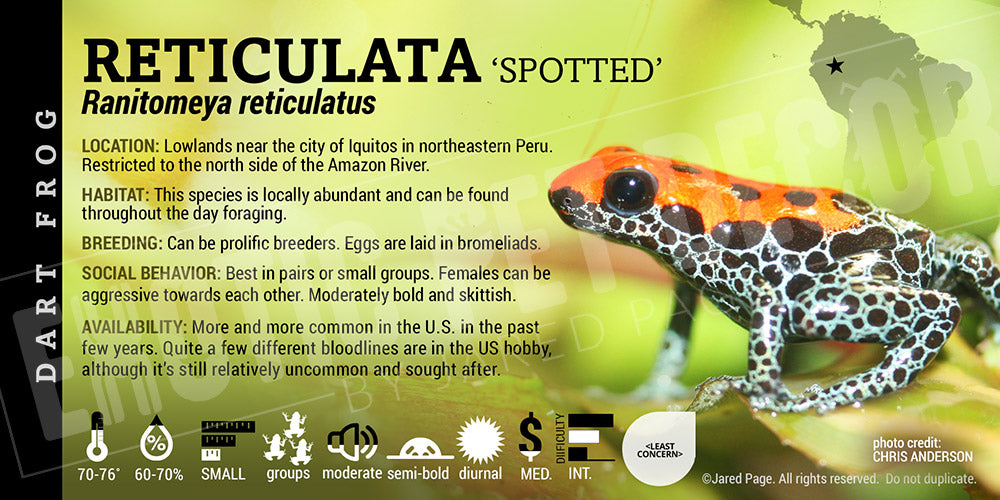 Ranitomeya reticulata Card