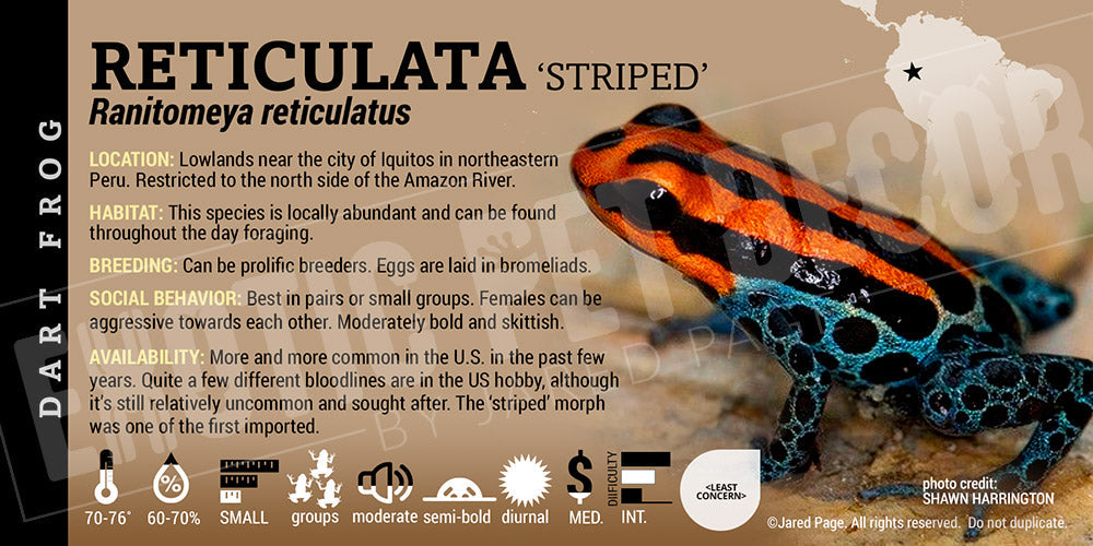 Ranitomeya reticulata Card