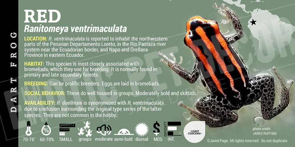 Ranitomeya ventrimaculata 'Red' Card