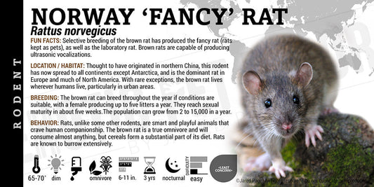 Rattus norvegicus 'Norway Rat'