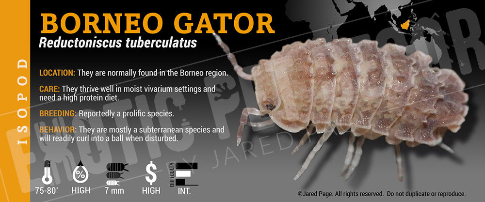 Reductoniscus tuberculatus 'Dwarf Gator' isopod label