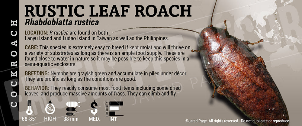 Roaches Label Rhabdoblatta rustica 'Rustic Leaf' Roach Cards and Enclosure Labels ...