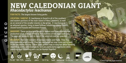 Rhacodactylus leachianus 'New Caledonian Giant' Gecko