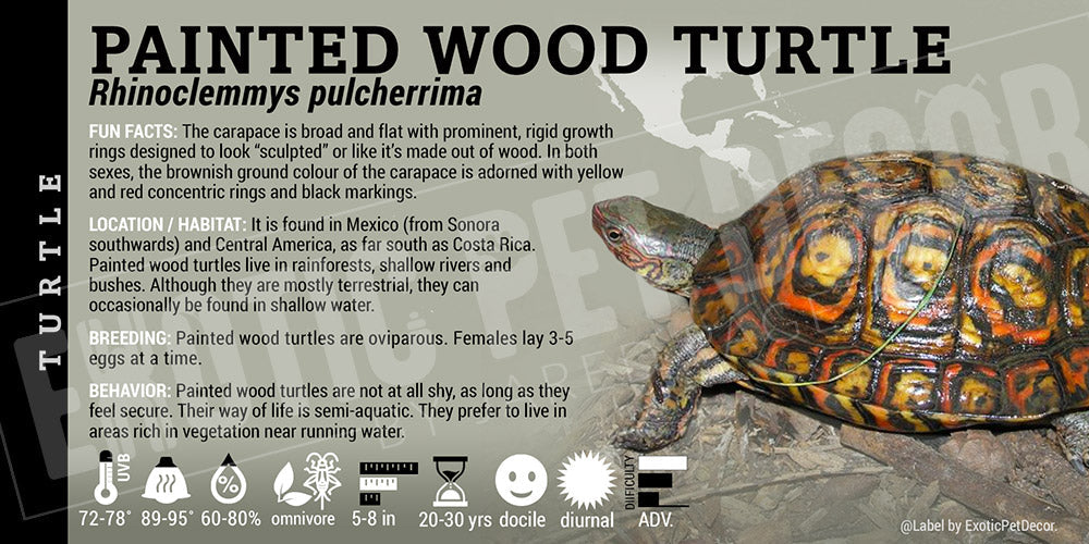 Rhinoclemmys pulcherrima 'Painted Wood' Turtle