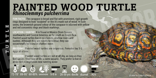 Rhinoclemmys pulcherrima 'Painted Wood' Turtle