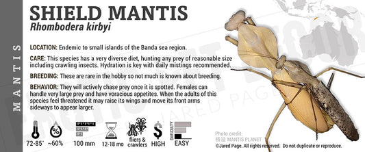 Rhombodera kirbyi 'Shield' Mantis