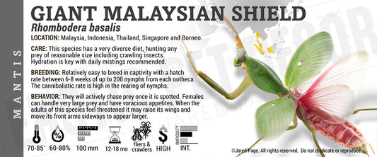 Rhombodera basalis 'Giant Malaysian Shield' Mantis