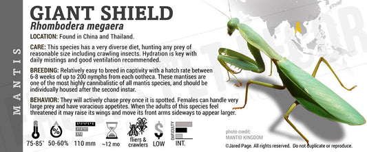 Rhombodera megaera 'Giant Shield' Mantis