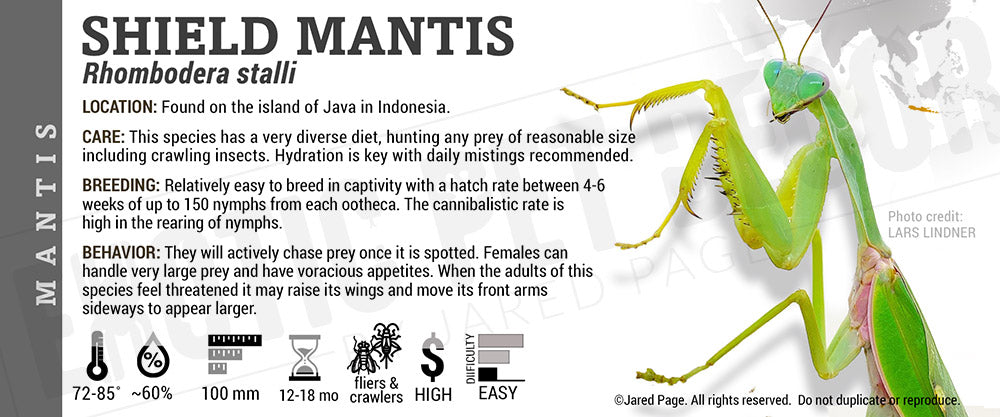 Rhombodera stalli 'Indonesian Double Shield' Mantis Cards and Enclosure ...