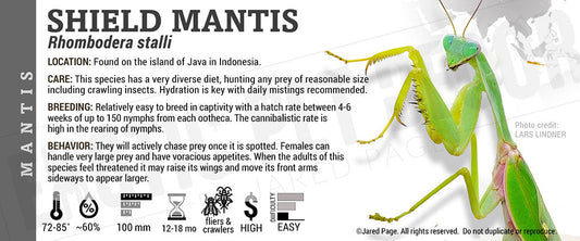 Rhombodera stalli 'Indonesian Double Shield' Mantis