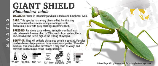 Rhombodera valida 'Giant Shield' Mantis