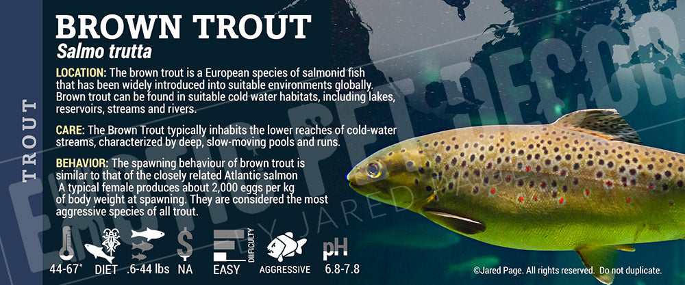 Salmo trutta 'Brown Trout'