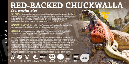 Sauromalus ater 'Chuckwalla' Lizard