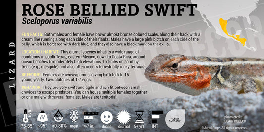 Sceloporus variabilis 'Pink Belly Swift' Lizard
