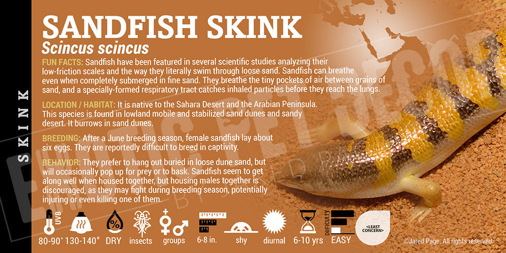 Scincus scincus 'Sandfish' Skink Cards and Enclosure Labels – Exotic ...