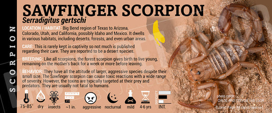Serradigitus gertschi 'Sawfinger' Scorpion