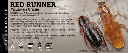 Periplaneta (Shelfordella) lateralis 'Red Runner' Roach