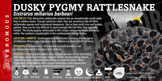Sistrurus miliarius barbouri 'Dusky Pygmy' Rattlesnake