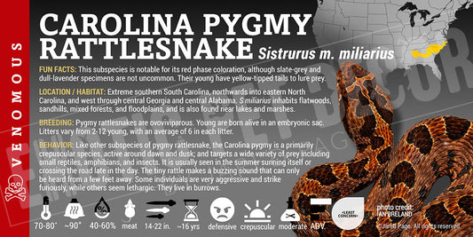 Sistrurus miliarius miliarius 'Carolina Pygmy' Rattlesnake