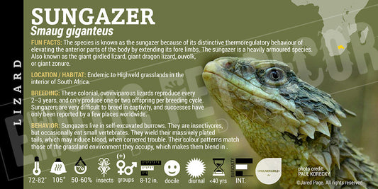 Smaug giganteus 'Sungazer' Lizard