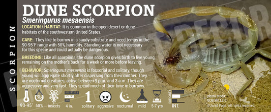 Smeringurus mesaensis 'Dune' Scorpion