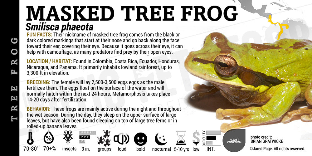 Smilisca phaeota 'Masked Tree Frog'