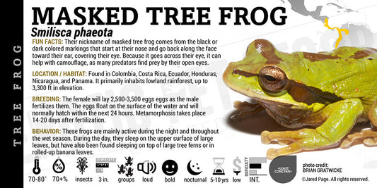 Smilisca phaeota 'Masked Tree Frog'