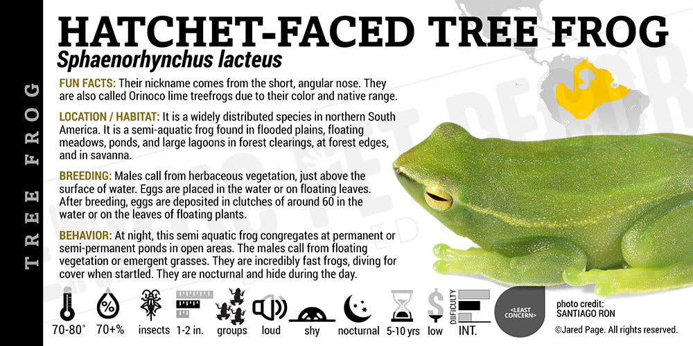 Sphaenorhynchus lacteus 'Hatchet Tree Frog'