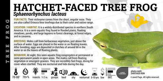 Sphaenorhynchus lacteus 'Hatchet Tree Frog'