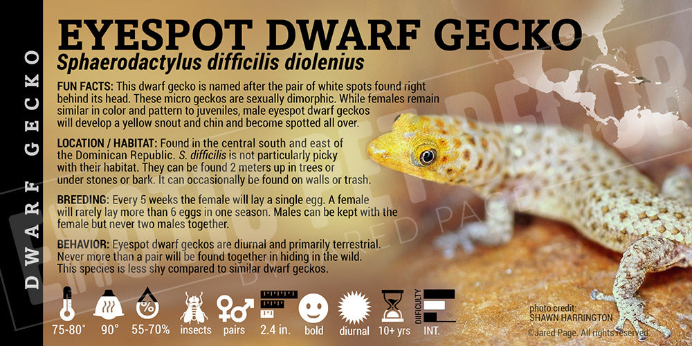 Sphaerodactylus difficilis diolenius 'Eyespot Dwarf' Gecko