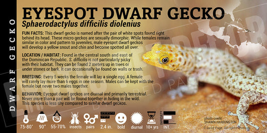 Sphaerodactylus difficilis diolenius 'Eyespot Dwarf' Gecko