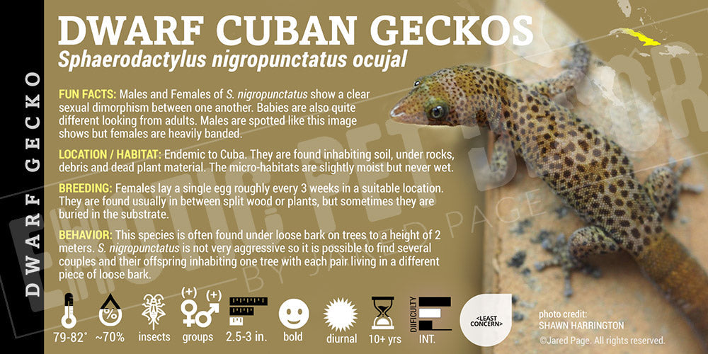 Sphaerodactylus nigropunctatus ocujal 'Dwarf Cuban' Gecko