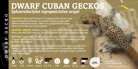 Sphaerodactylus nigropunctatus ocujal 'Dwarf Cuban' Gecko