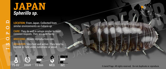 Spherillo sp 'Japan' isopod label